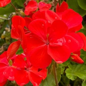 Meet your Posher, Briana